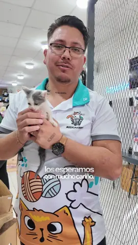 Tour por el paraíso de los gatos 🐱❤️. En Michi Market encontrás muchísima variedad no solo para tu michi sino para vos; además de un espacio con gatitos para adopción responsable. Visitanos de lunes a viernes de 9am a 6pm y domingos de 10am a 5pm; ¡te esperamos!  #compráconpropósito #gatostiktok #gatoscostarica #catsoftiktok #adopciondegatos 