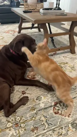 Guess you could say they fight like cats and dogs. #fyp #cat #dog #orangecat #orangecatbehavior 