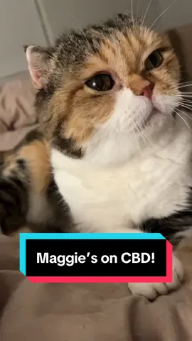 I’m giving cat CBD from  @Vitozol Pets a bash to see if it might alleviate her joint pain and potentially reduce how often I have to give her conventional pain meds. I’m always paranoid about the effects anything like this has on kidneys so I’ll get her bloods done after a month or so IF I consistently use the CBD. Time will tell… If anyone else uses cbd with their cat(s) please do come with your experiences 🙏 #cathealth #specialneedscats #scottishfold 