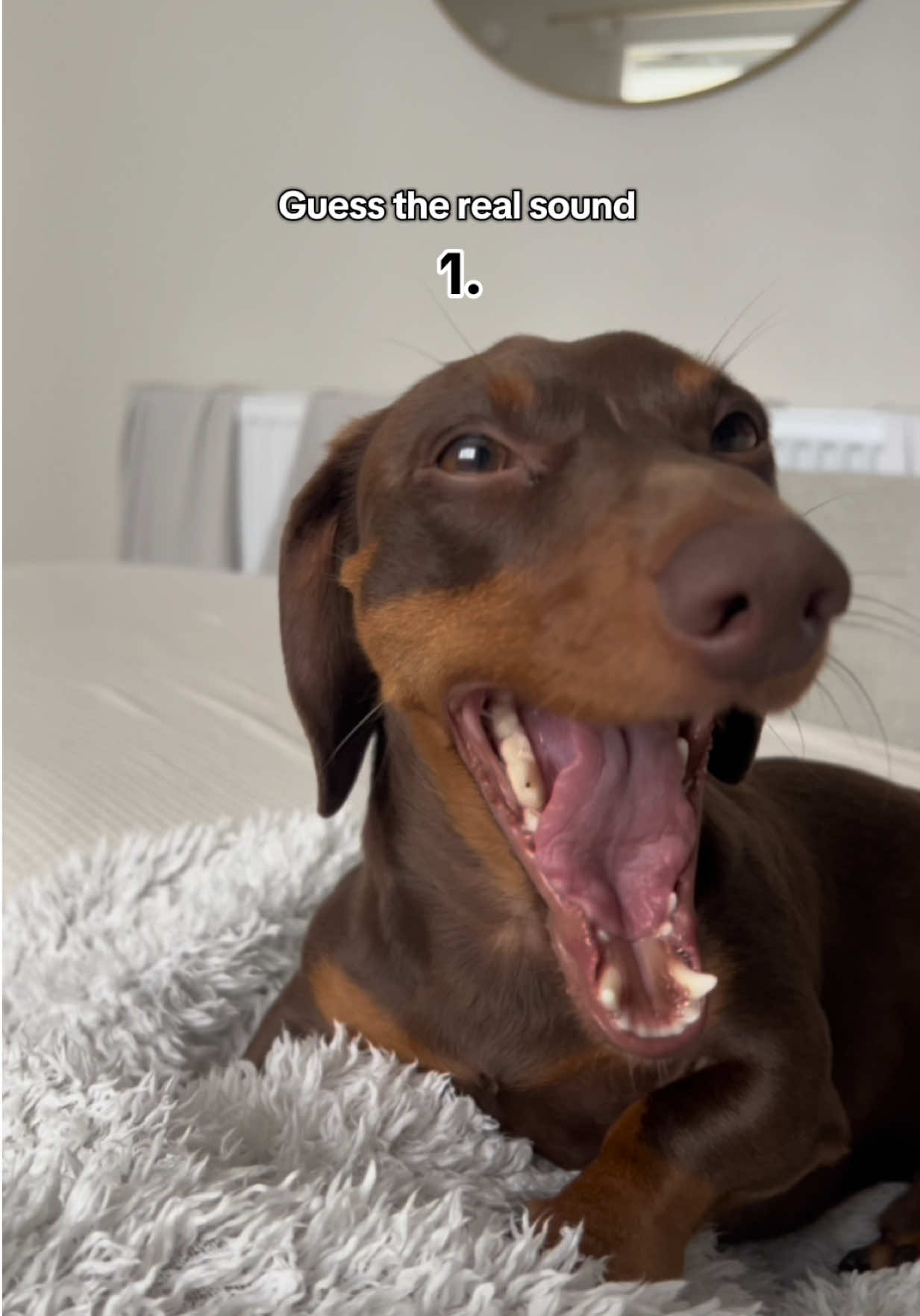 Think it might be number 6 🤔  #dachshund #dogtok #dogsoftiktok 