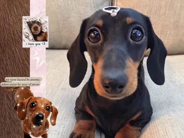dachshund 🐕🪶 || #moodboar  #rge #or #pyf #fup #virsl #follow #soft #rge #or #pyf #fup #dachshund #dachshundsoftiktok #longdog #lol #fup #virsl 