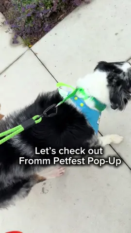 Had a great time at Fromm Pet Fest! #scar #aussie #popup #fyp #event 