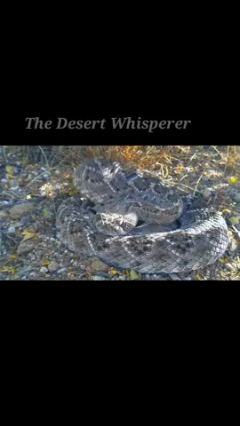 🐍Like most snakes, rattlesnakes use a variety of defensive tactics, including simply trying to escape and hide. When that is not thought possible, they will stand their ground in a defensive posture with the body raised up ready to strike forward, while shaking the rattle on the end of their tail as a warning.#westerndiamonbackrattlesnake #weroamarizona #koldnews13 #arizona_hiking #arizona_landscapes                   