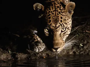 Id: nm 🥵 #leopard #spiritualanimalchallenge #777 #pinterest #fyp 