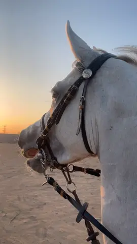 شامخ الله يبارك فيه 🥹#المبلش #هتان #مربط_فرسان_تبوك #يطلع_اكسبلووور #ماشاءالله_تبارك_الله_اذكروا_الله 
