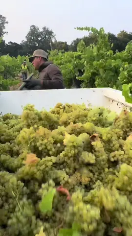 TRABAJOS DE CAMPO#pesado #viñedos 