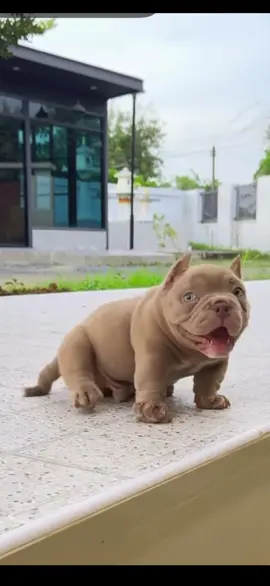 Help !!!!! 🤣🤣🤣🤣 #dogsofinstagram #americanbully #nanobully #dogoftheday #funnypets 