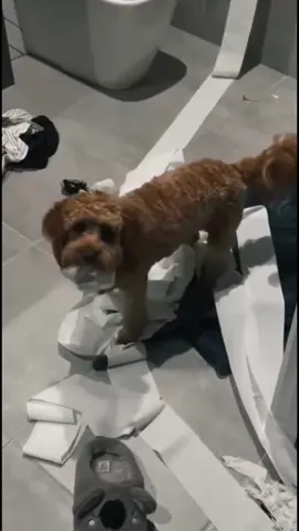 POV: Pets keep the house loud, messy, and hilarious 🐾❤️😂 #FunnyPets #DogTok #PetComedy #AnimalTok #FYP 