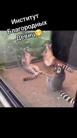 Институт благородных девиц: грация и манеры превыше всего другого#lol #funnyenimals #recommendations #институтблагородныхдевиц #красивосидим 