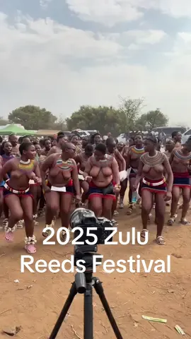 2025,Zulu Reeds Festival #africanlife #happylife #southafrica #zulu #DOT 