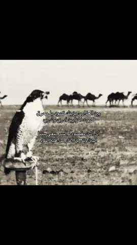 #شيله#B #طير #fyp #شيلات 