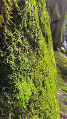 #selvacentral🌴💚 #perené #viral 