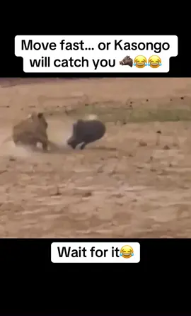 Move fast… or Kasongo will catch you 🐗😂😂 #warthog #fyp #wildlife #fypシ #foryoupage 
