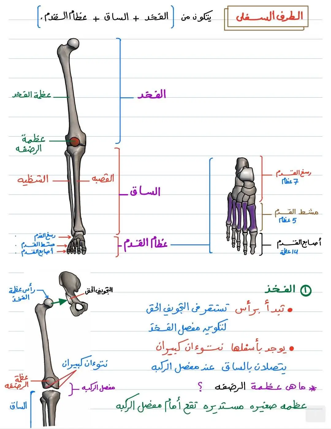 #الثانويه العامه #احياء ٣ث #مستر احمد الباز 