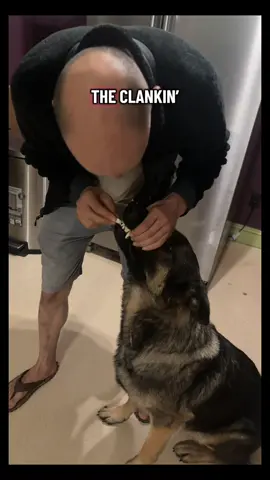 Alligator jaws Myles 🐊 the things we do for his hip issues. Does anyone else’s dog protest this way? 😂 #germanshepherd #dogs 