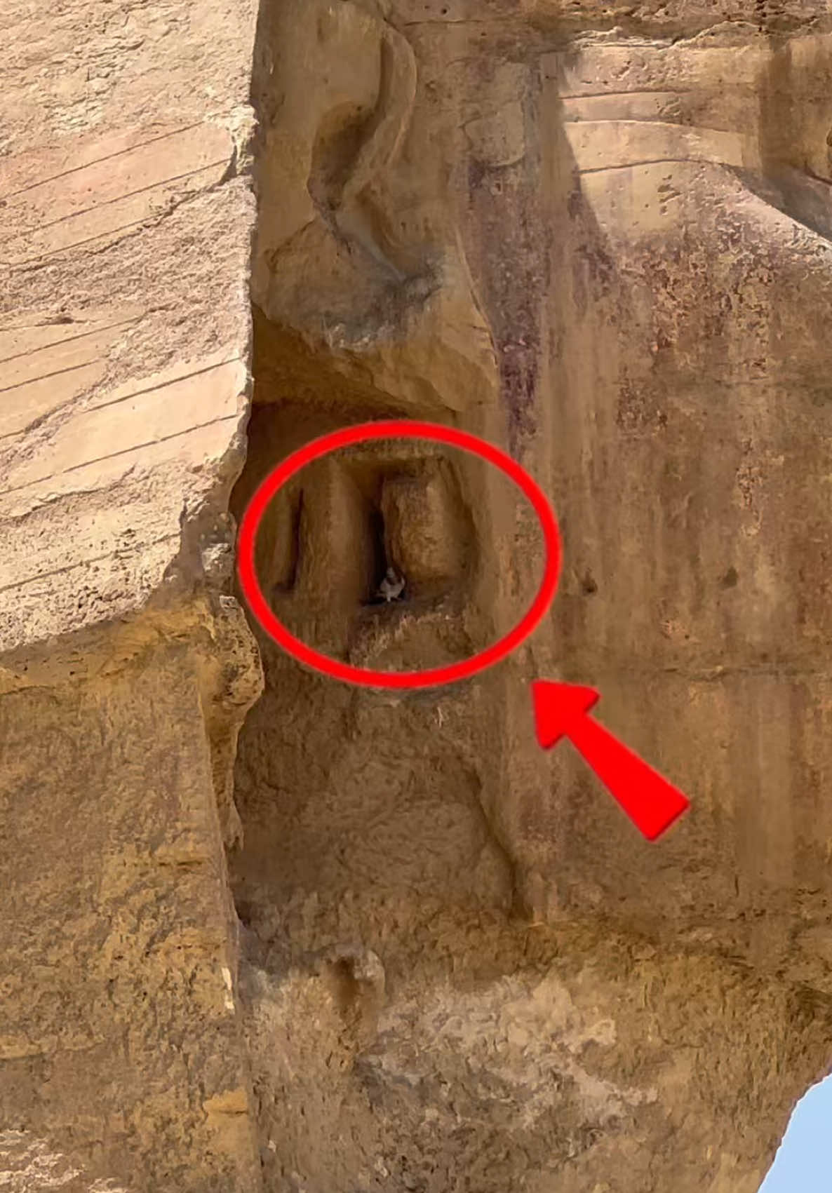 The Great Sphinx of Giza - look close, what do you notice? #sphinx #giza #gizapyramids #ancient #ancientegypt     