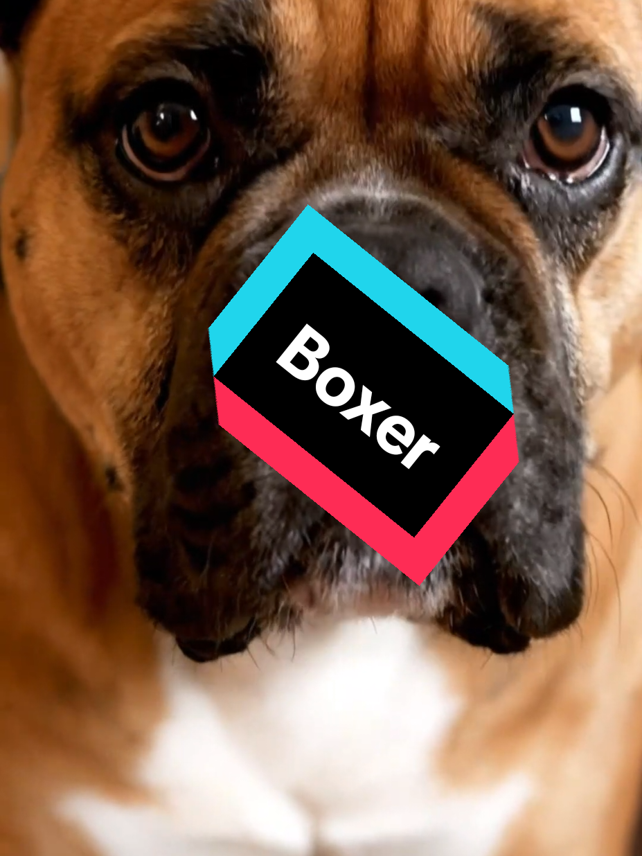 Discover Boxer Dog 🐕 🥰. #boxer #boxerdog #dogsoftiktok #dogs #pets 