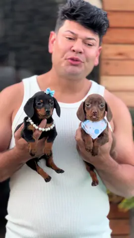 Cor dor no coração ela está para adoção  #dachshund #dachshunds #linguicinha 