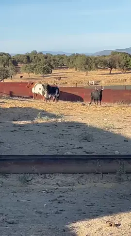 #parati #fyp #toros#ganaderia 