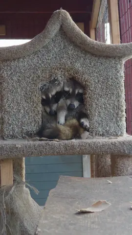 They are so weird 💙 #raccoonsoftiktok #raccoon #raccoonbrothers #biscuitsandgravy #cuteanimals 