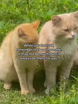 yes #fyp #relateable #cattok #Love #couple 