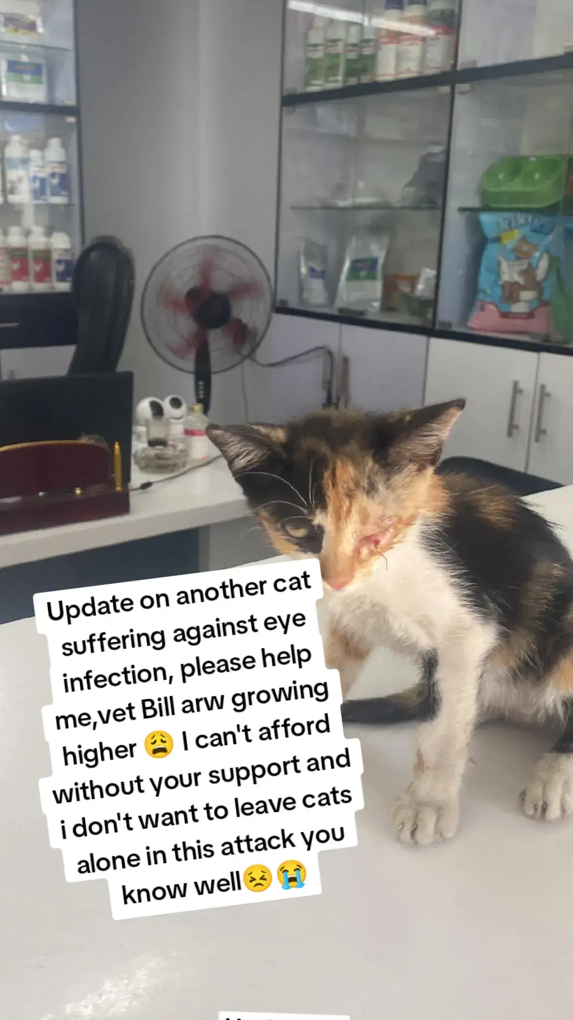 Please just help today #sad #cat #sadcat #sadstory #vetlife 