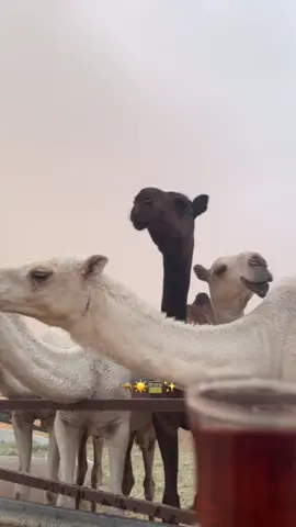 دوسري ماتولع في غرام الكوره 🤩❤️❤️❤️#explore #tiktok #fyp #viral #4upage #وادي_الدواسر #الافلاج #الخرج #الرياض #الشعب_الصيني_ماله_حل😂😂 #الدواسر_الافلاج_الخرج #مساعره #دواسر #البل #بدو #بر #502 