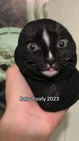 Baby Foofy! #cat #kitten #kittensoftiktok #catsoftiktok #LanguageLearning 