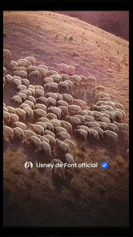 Si una oveja ataca, ya no es oveja, es lobo disfrazado. No dejes de ver este mensaje LO QUE DESATA LA ORACIÓN en YouTube Juan y Lisney de Font, suscríbete!
