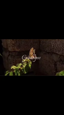 Never ever #goldenbrown #nature #fyp #aesthetic #forever