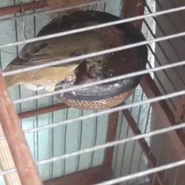 fêmea alimentando o filhotinho