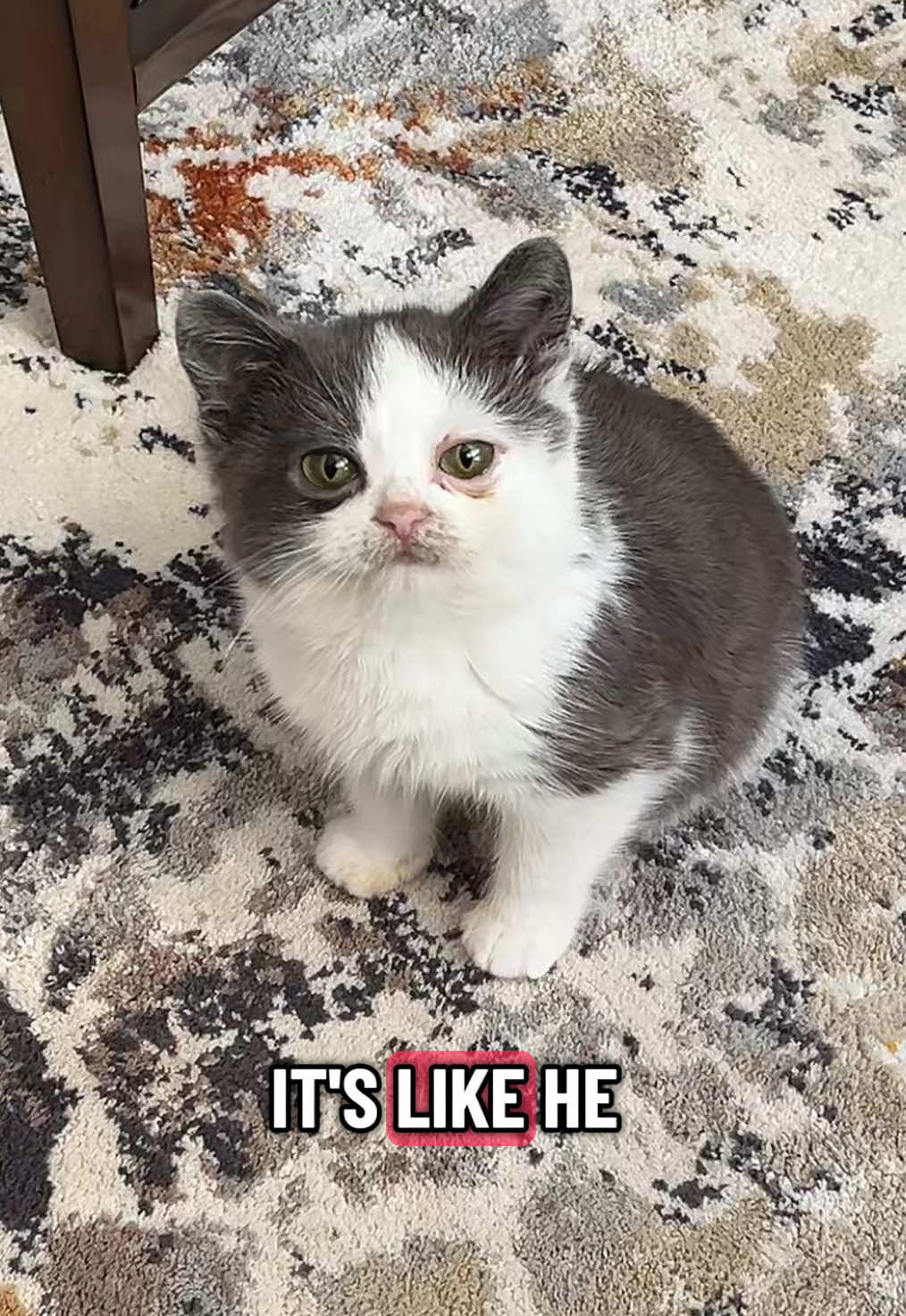 Saturday night dinner time with kermie #kermit #kermitthecat #dwarfcat #catfood #catsoftiktok 
