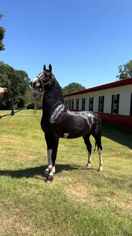 Kwpn approved, Stallion multinational national, US national champion Hubert VDM! #HarnessHorse #NationalChampion #Stallion #Stud