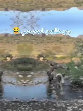 #سفره_سفوري #😂😂😂 