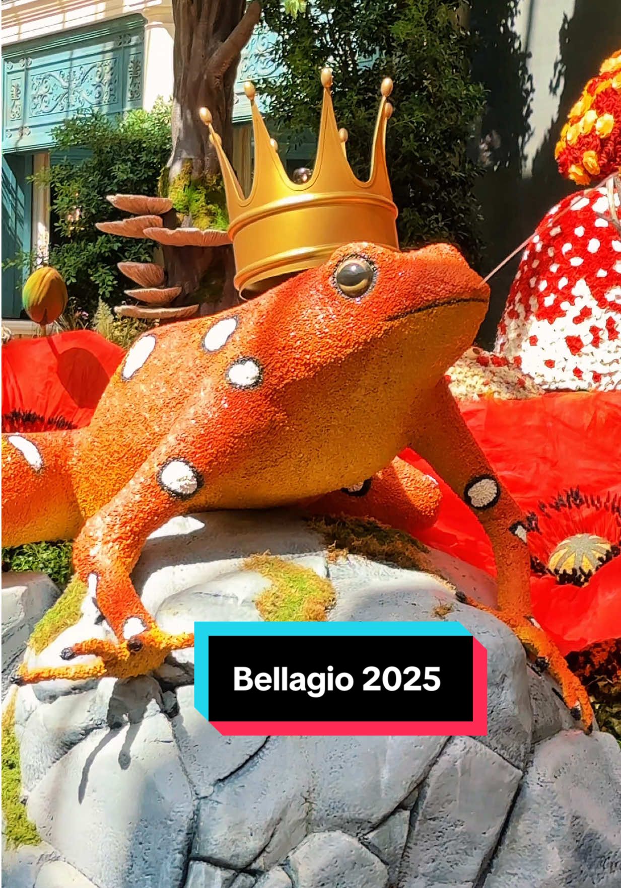 Esta es la nueva decoración del conservatorio de las flores del hotel y casino @Bellagio Las Vegas  otoño 2025 esta decoración estará expuesta hasta noviembre y predominan los colores naranjas y amarillos representativos de esta época del año , la decoración del Conservatorio de Las Flores del Hotel Bellagio es una atracción completamente gratis y una de las mejores e la ciudad está abierta las 24 horas para el disfrute de todos this is the  Bellagio Conservatory decor fall 2025 #yandrygarcia #bellagio #vegastiktok #lasvegas #yandrygarcialasvegas     