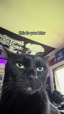 Larry ahh cat #fyp #fypツ #foryou #catsoftiktok #blackcatsoftiktok 