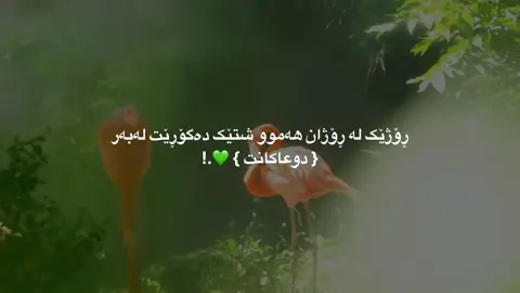 #islamic_video_ #foryou #foryoupage #fyp #ئیسلام_ڕێگەی_ژیانە 