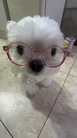 🐶🤓#foryou #foryoupage #dog #cuteanimals #cutedog 