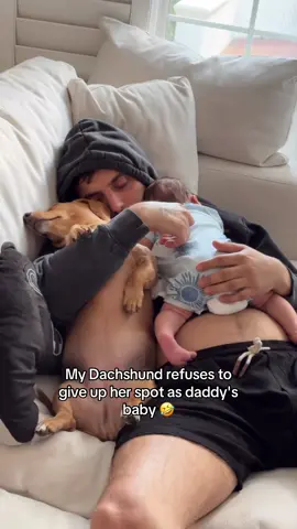 There's no room for mom in there :(  #dachshund #clingydogs #babiesoftiktok #daddy #family 
