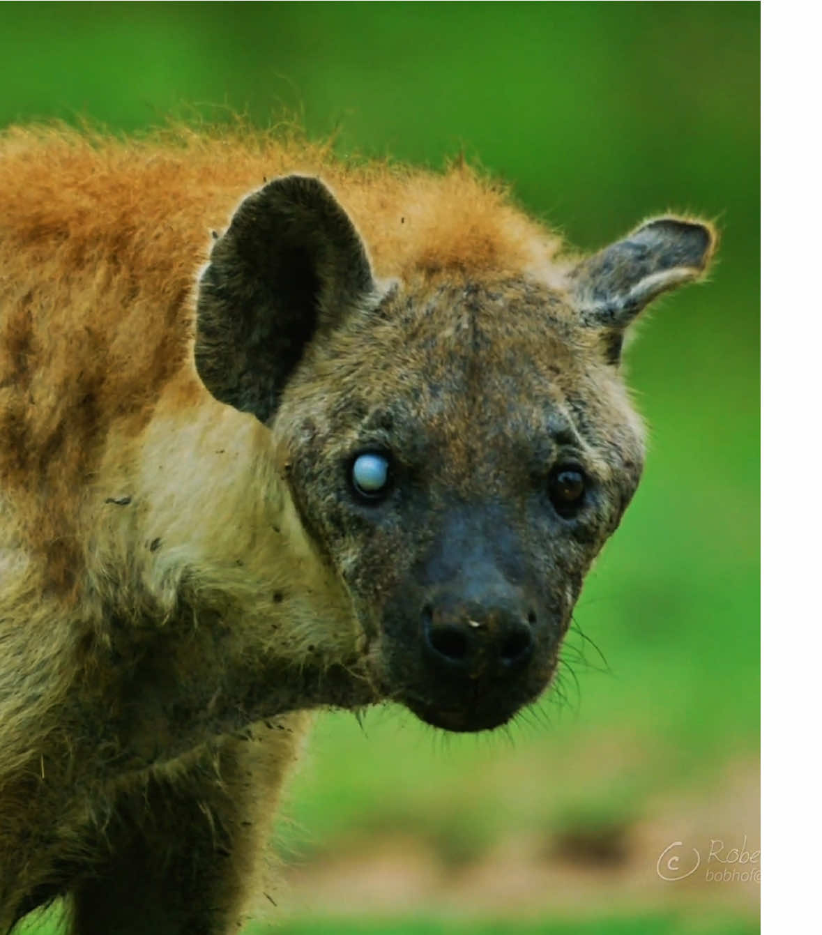 #HYENA || I don't understand why some people don't like hyenas... they're actually quite cute and intelligent. Often cast as being foolish and dull, perhaps due to the misunderstanding of their laugh or giggle vocalization, spotted hyenas show incredible signs of intelligence that rival most wild animals in Africa. In fact, hyena intelligence is thought to mimic the evolution of our own intelligence, with complex social behaviors driving brain evolution. In experiments, spotted hyenas have even outperformed chimpanzees in collective or group problem solving, showing that in some ways hyena intelligence may even exceed some of the great apes in certain aspects.  One of the longest-standing false accusations against the spotted hyena is that they are purely scavengers, particularly that they steal most of their food from lions. In fact, studies have shown that hyenas kill 66-90% of what they eat and are extremely versatile and successful hunters. As cursorial hunters, hyenas run down their prey to exhaustion, cruising at speeds of 37 mph (60 kph) for several miles. Spotted hyenas can bring down prey many times their size. For an animal the size of a large dog, it is amazing that they have been recorded killing cape buffalo and giraffes. hyenas, surprisingly, are some of the best mothers in the animal kingdom, investing more energy per cub than any other terrestrial carnivore. Hyenas give birth to 1 to 3 tiny jet-black cubs (some call them pups because early naturalists thought they resembled bear cubs). Genetically, hyenas are closely related to civets, genets, and mongooses, therefore falling within the cat group of carnivores, hence the use of the term “cub”. Hyena cubs are “precocial”, meaning they are born in a more advanced stage of development with their eyes open, teeth intact, and muscles ready to go, unlike many of the cat species where cubs are born largely blind and helpless for several weeks.  Hyenas can count. Studies have shown that spotted hyenas can determine the number of other hyenas in a rival clan and decide their best course of action. Similarly, males looking to join a new clan will always join the clan with the least number of other males after doing a quick census. It may not be calculus, but spotted hyenas are able to count!  for @dil  #animalsoftiktok #studywithme #bbc #targetaudience 