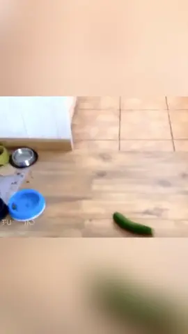 funnycats vs cucumber part 2😂😂#funnycat #funnyvideos #cutecat #viral_video 