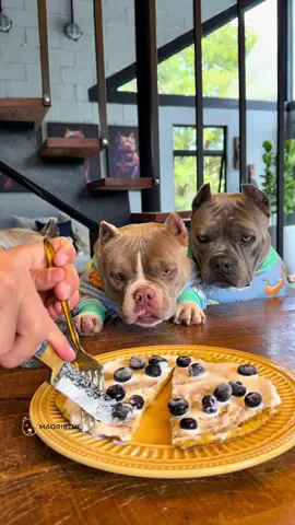 Panqueca de Aveia com Banana, com Recheio de Iogurte Natural e Mirtilos 🤩🐾 #receitapracachorro 