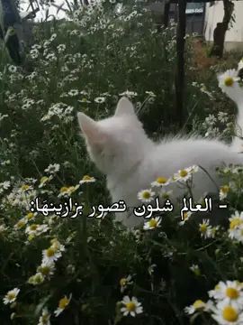 لوكا لو عندها لسان چان سبتني بالاسباني وبالعربي وبالانگليزي😹😹😂.  🥹🥹♥.  احبببهاا هايي بنتييي والله لو شفت احد يحچي عليها ادمي😾😾🩴.  #دعم #fyp #foryoupage #قطة 