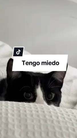 Su primera navidad 🥹 #gatostiktok #gatosnavidad #michis 