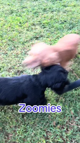 Zoomies