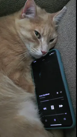Enter Sadman - Metallica #metallica #metal #hardrock #catlover #cat 