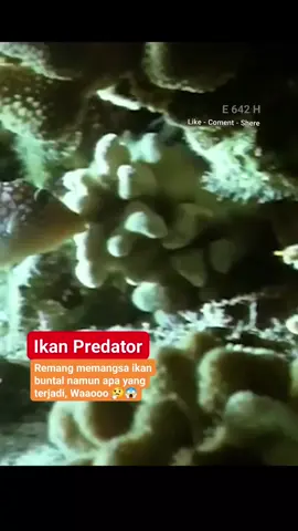 Remang vs ikan buntal #reels #duniahewan #remang #ikanbuntal #hewanlaut 