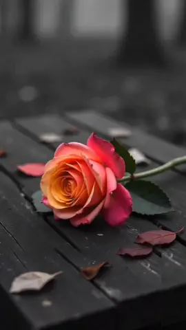 اصبحنا واصبح الملك لله رب العالمين اللهم بك أصبحنا وبك أمسينا وبك نحيا وبك نموت وإليك النشور.  لا إله إلا الله وحده لا شريك له له الملك وله الحمد وهو على كل شيء قدير🌹🌿#صباحكم_سعاده #صباح_الخير #صباح_الورد #صباحكم_معطر_بذكر_الله💚🌹🌿🌷😍🌸🙏 #صباح_التفاؤل  