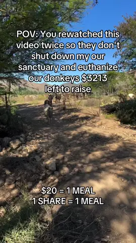 Your help is our hope #donkeysoftiktok #donkeys #equine #fyp #ponylove 