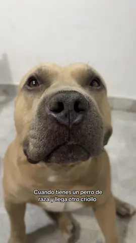 Ay tu marido flacow 🐶🗣️ #vikingo606 #perro #americanbully #perros #humor 